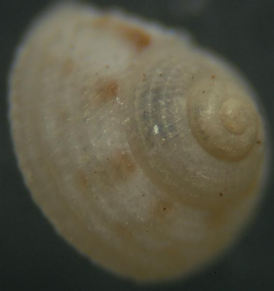 El Palo. detritro playa. Juvenil ?? 9